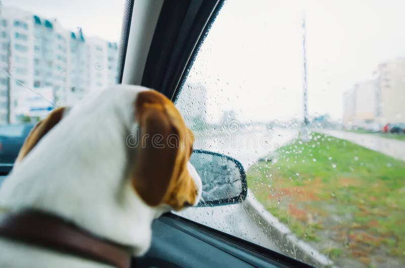 Jack russell dog behind car window watching the rain. Sad dog looking through car glass on a rainy day stock photo Jack russell dog behind car window watching the rain. Sad dog looking through car glass on a rainy day stock photo