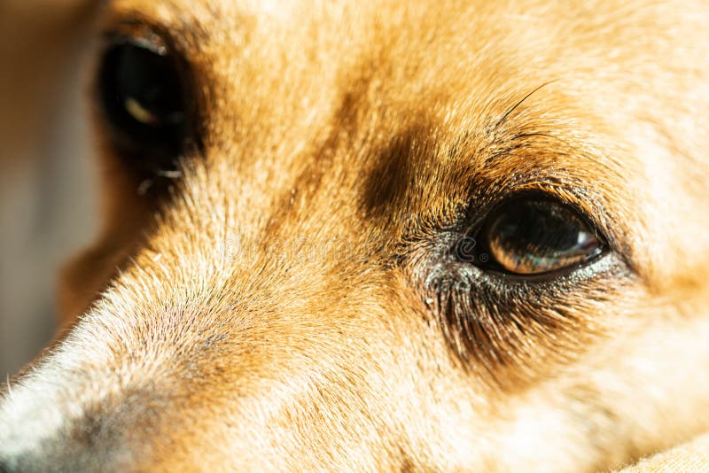 Can A Dog Sleep With A Muzzle