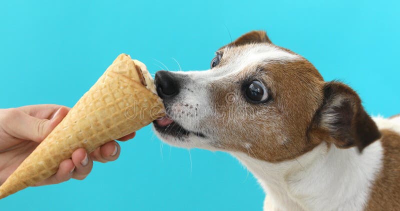 Dog Eats Ice Cream On Roller Skates 2 Stock Photo - Download Image