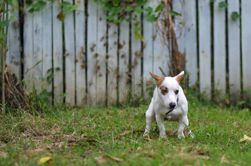 Jack russell dog guilty for the poop or shit on grass and meadow in park outdoors stock image Jack russell dog guilty for the poop or shit on grass and meadow in park outdoors stock image