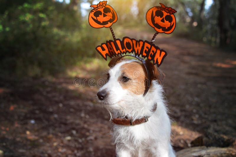 JACK RUSSELL DOG HALLOWEEN TEXT HAT COSTUME. DARK FOREST BACKGROUND. HORIZONTAL VIEW stock image JACK RUSSELL DOG HALLOWEEN TEXT HAT COSTUME. DARK FOREST BACKGROUND. HORIZONTAL VIEW stock image