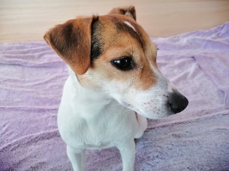 Jack Russell Dog 3 Years Old Stock Photo Image of years, jack 145889824