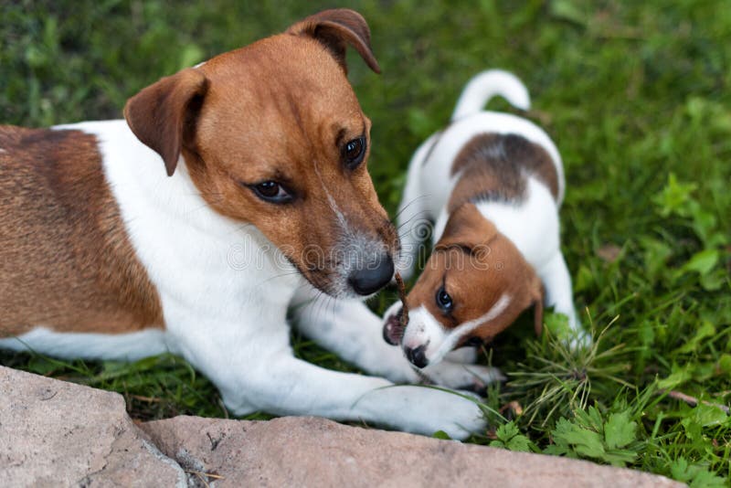 Jack Russell Dogs Playing On Grass Meadow Puppy And Adult Dog Outside