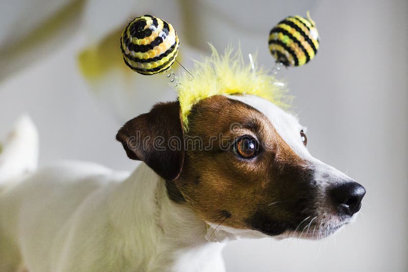 Jack Russell en el borde foto de archivo libre de regalías