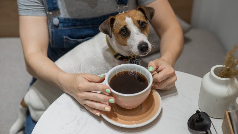 Jack Russell sits on the lap of the hostess in a cafe. Woman drinking coffee in a dog friendly cafe. Jack Russell sits on the lap of the hostess in a cafe. Woman drinking coffee in a dog friendly cafe