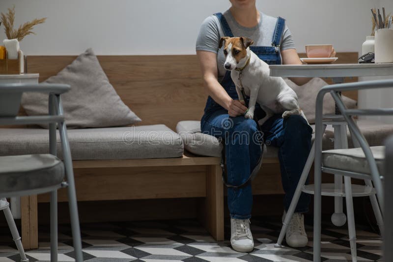 Jack Russell sits on the lap of the hostess in a cafe. Woman drinking coffee in a dog friendly cafe. Jack Russell sits on the lap of the hostess in a cafe. Woman drinking coffee in a dog friendly cafe