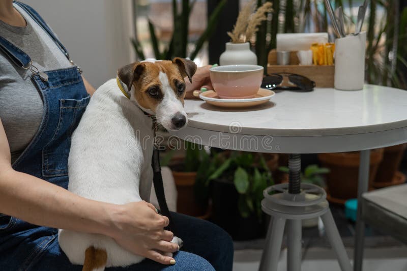 Jack Russell sits on the lap of the hostess in a cafe. Woman drinking coffee in a dog friendly cafe. Jack Russell sits on the lap of the hostess in a cafe. Woman drinking coffee in a dog friendly cafe