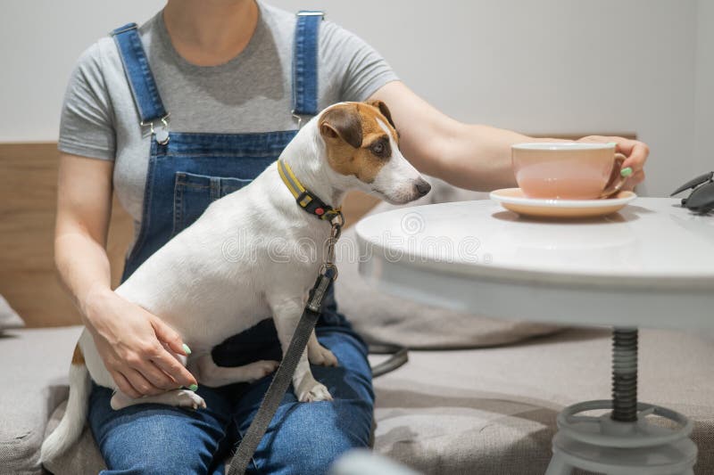 Jack Russell sits on the lap of the hostess in a cafe. Woman drinking coffee in a dog friendly cafe. Jack Russell sits on the lap of the hostess in a cafe. Woman drinking coffee in a dog friendly cafe