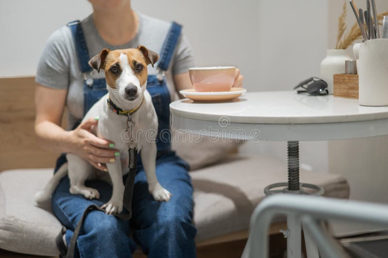 Jack Russell sits on the lap of the hostess in a cafe. Woman drinking coffee in a dog friendly cafe. Jack Russell sits on the lap of the hostess in a cafe. Woman drinking coffee in a dog friendly cafe