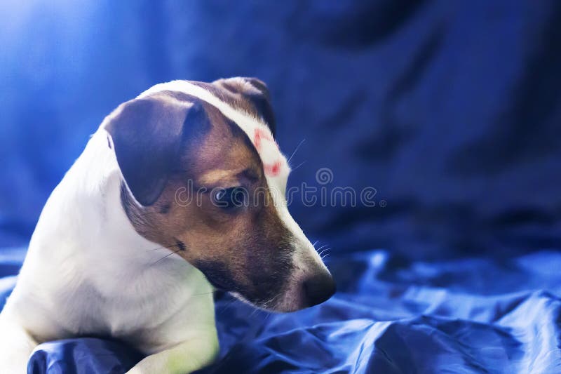 Jack Russell-het kussen royalty-vrije stock foto's Jack Russell-het kussen royalty-vrije stock foto's