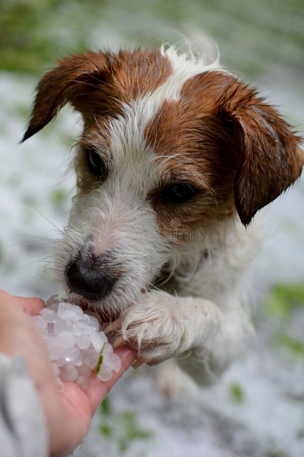 JACK RUSSELL-HOND DIE MET ZIJN ACHTERIN NEUS EN POOThagelstenen ONDERZOEKEN stock afbeeldingen JACK RUSSELL-HOND DIE MET ZIJN ACHTERIN NEUS EN POOThagelstenen ONDERZOEKEN stock afbeeldingen