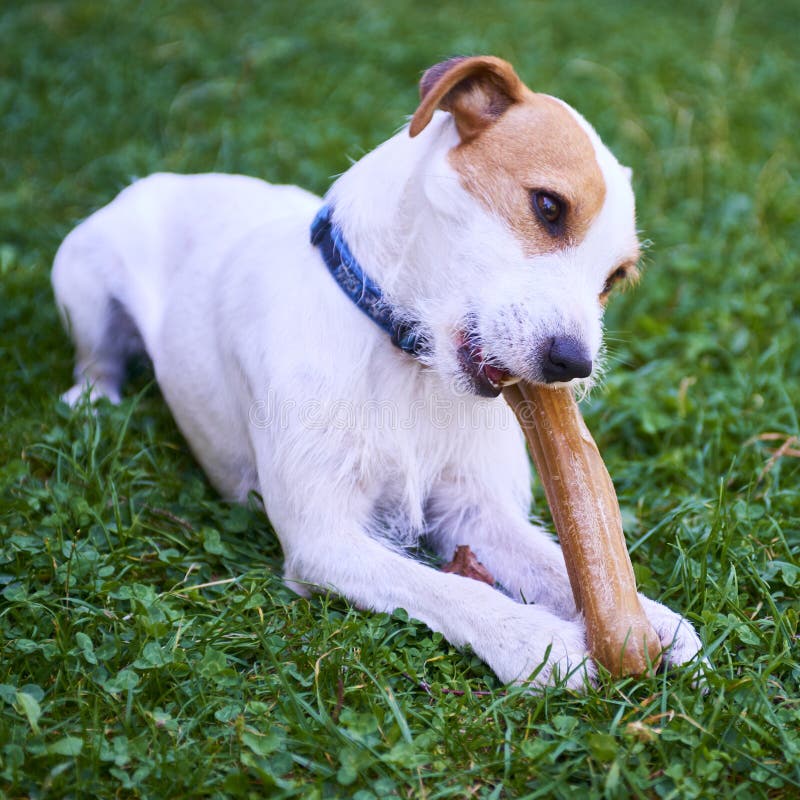 Jack Russell Parson Terrier Dog Chewing Bone Stock Photo Image of laying, happy 67899512