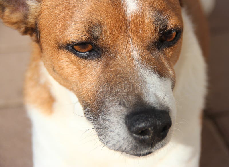 jack Russell portret zdjęcia stock jack Russell portret zdjęcia stock