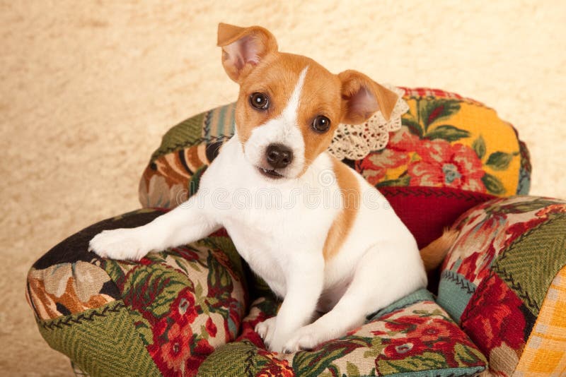 Jack Russell Puppy in Chair Stock Photo Image of russell, chair 28076606