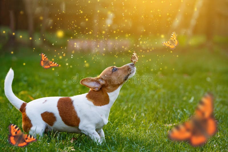 Xl Dog Beds >> Jack Russell Puppy Dog With Butterfly On His Nose. Stock ... Xl Dog Beds >> Jack Russell Puppy Dog With Butterfly On His Nose. Stock ...
