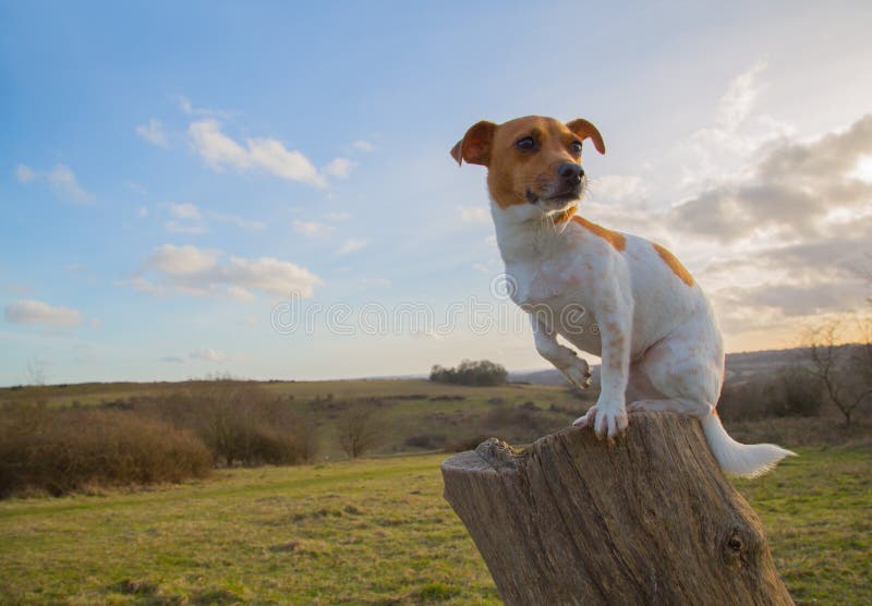 Jack Russell Sitting On Log stock image Jack Russell Sitting On Log stock image