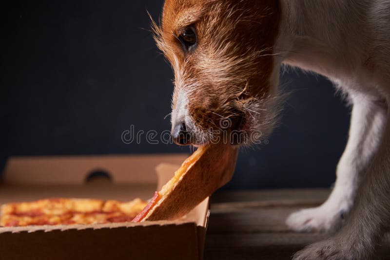 Jack russell terrier puppy eating pizza. Unhealthy food and dog. Pet nutrition. Jack russell terrier puppy eating pizza. Unhealthy food and dog. Pet nutrition