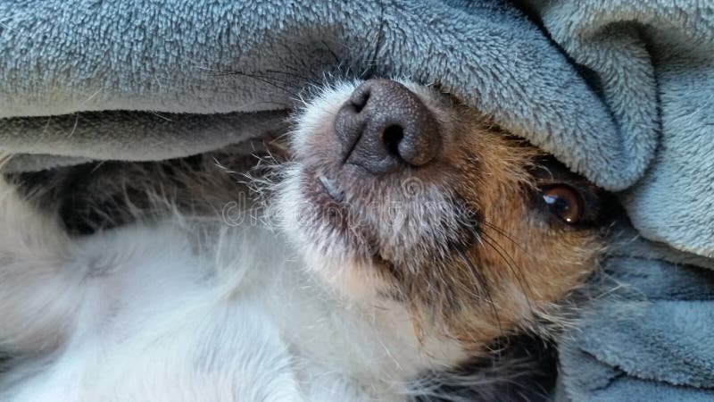 Snuggly jack russell