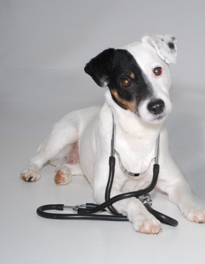 Importance of Canine Health Care