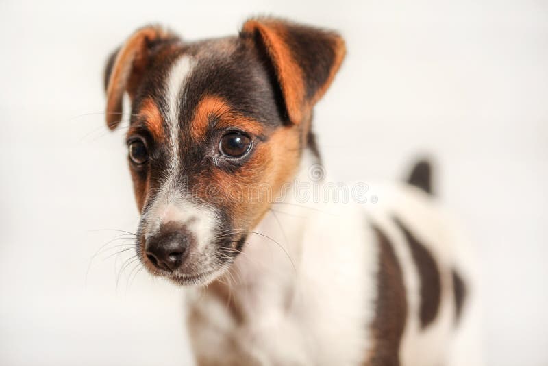 Jack Russell teriera szczeniak, szczegół na głowie, z lekkim backgroun obrazy royalty free Jack Russell teriera szczeniak, szczegół na głowie, z lekkim backgroun obrazy royalty free
