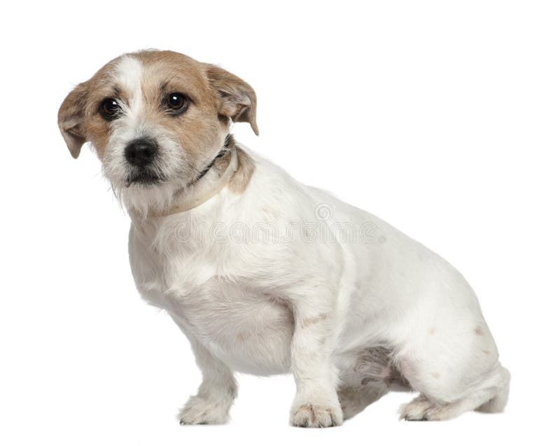 Jack Russell Terrier 1 Half Years Old Stock Photos Free & RoyaltyFree Stock Photos from