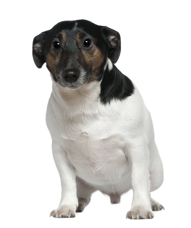 Jack Russell Terrier, 2 and a Half Years Old Stock Photo Image of