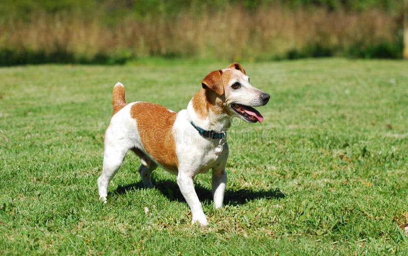 Jack Russell Dog Hunting Mice Stock Photo Image of dogs, canine 27086790