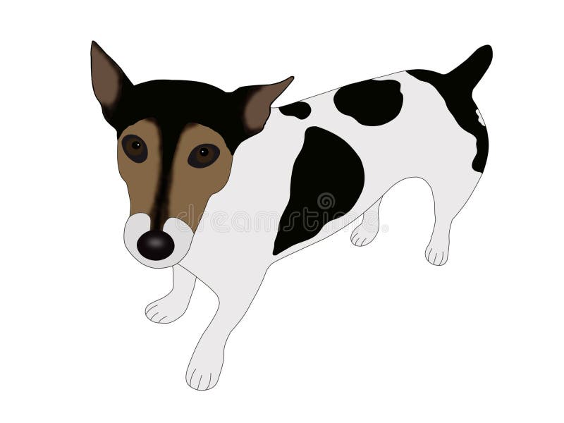 Jack Russell Terrier