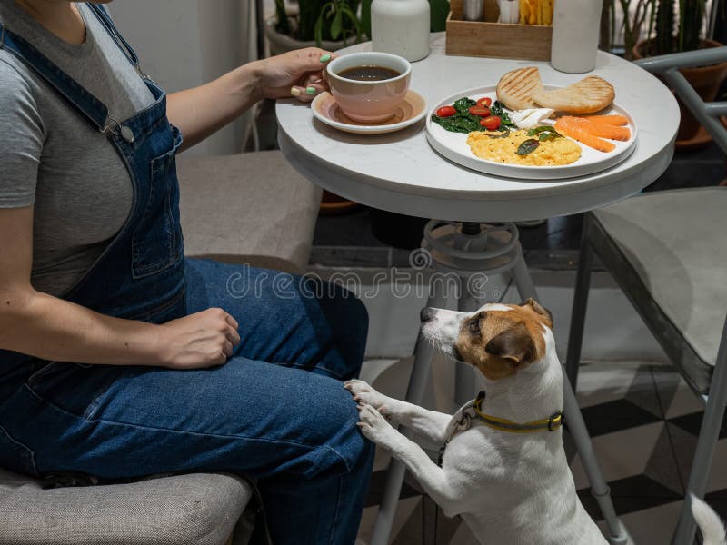 Jack Russell Terrier is waiting for the owner in the cafe. Pregnant woman having breakfast in dog friendly cafe. Jack Russell Terrier is waiting for the owner in the cafe. Pregnant woman having breakfast in dog friendly cafe