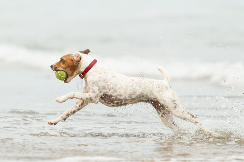 Jack Russell Terrier On The Beach lizenzfreie stockfotografie Jack Russell Terrier On The Beach lizenzfreie stockfotografie