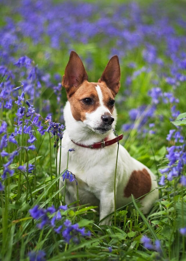 Jack Russell Terrier Among Bluebells Stock Photo Image of collar, ears 14399192