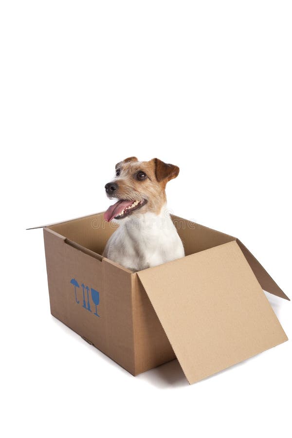 Jack russell terrier in a box