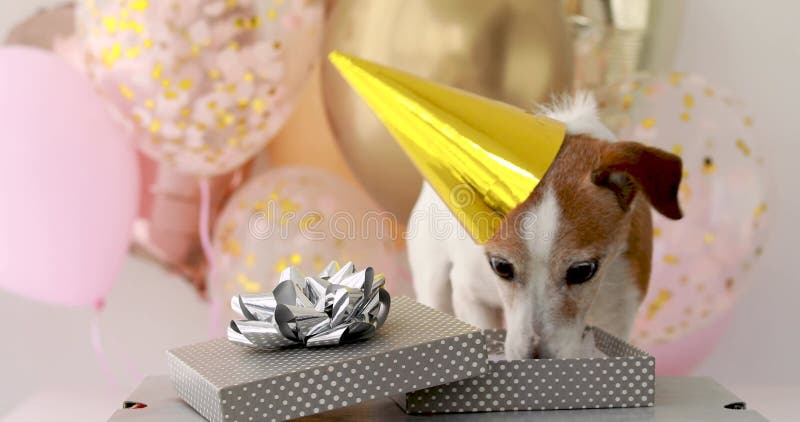 Jack russell terrier cachorrinho no aniversário que cheira contêiner