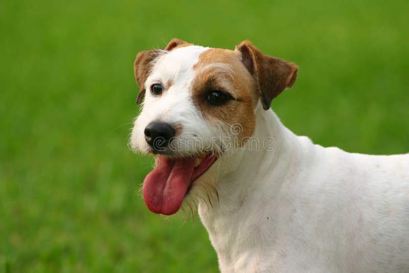 Can A Jack Russell Live Outside