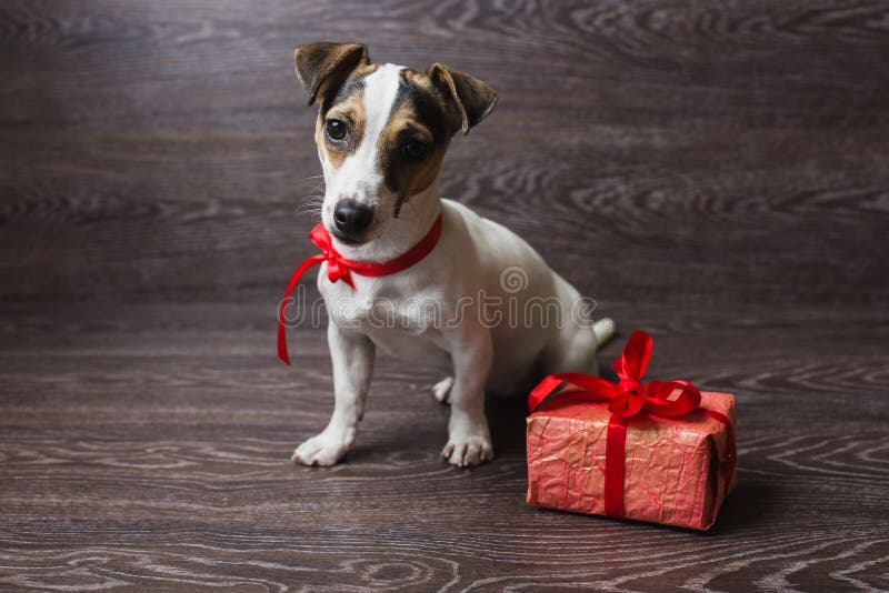Jack Russell Terrier con il contenitore di regalo festivo immagini stock libere da diritti Jack Russell Terrier con il contenitore di regalo festivo immagini stock libere da diritti