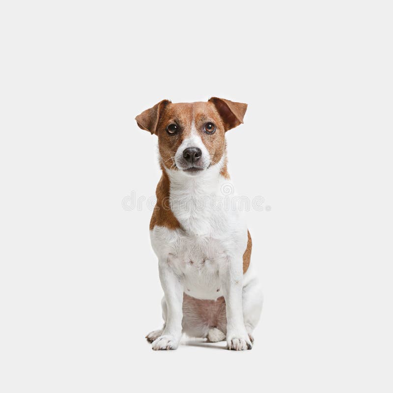 Mug Personnalisé Jack Russell Terrier - Mug En Céramique Personnalisé Pour Animaux De Compagnie - 11 Oz Et 15 Oz - Poignée Noire - Cadeau Pour Les