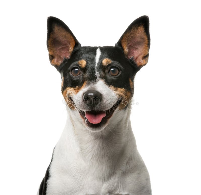 Jack Russell Terrier delante de un backgroun blanco fotografía de archivo libre de regalías Jack Russell Terrier delante de un backgroun blanco fotografía de archivo libre de regalías
