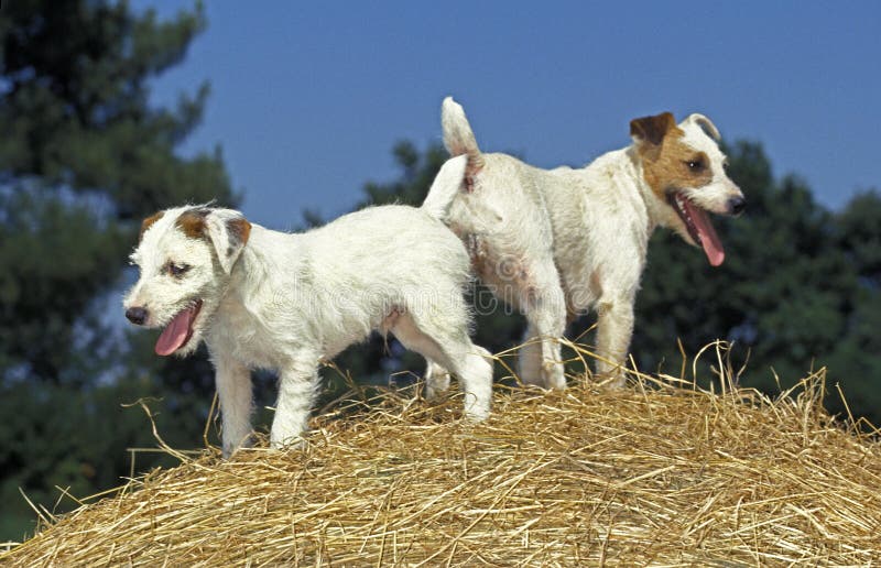 JACK RUSSELL TERRIER DOG, ADULTS STANDING on STRAW Stock Photo Image