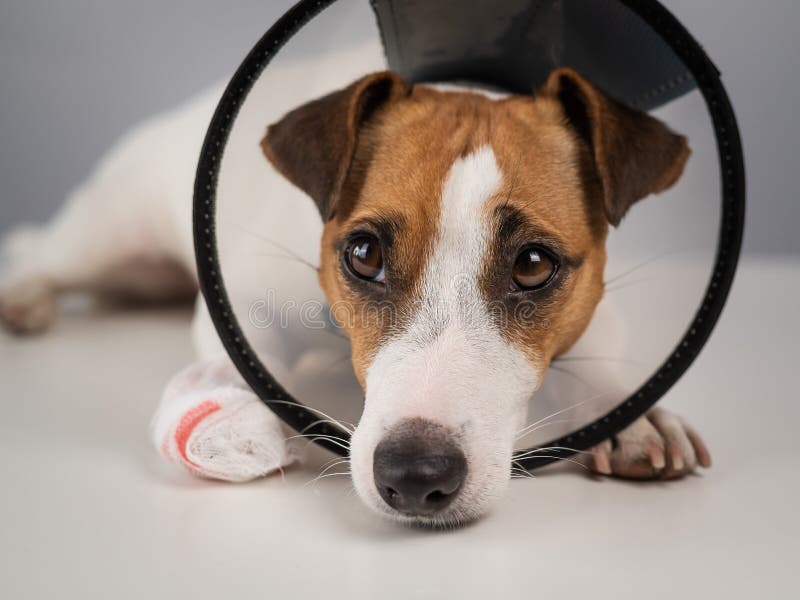 Jack Russell Terrier Dog with a Bandaged Paw in a Cone Collar. Stock