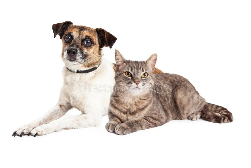 Jack Russell Terrier Dog e Tabby Cat fotografia stock
