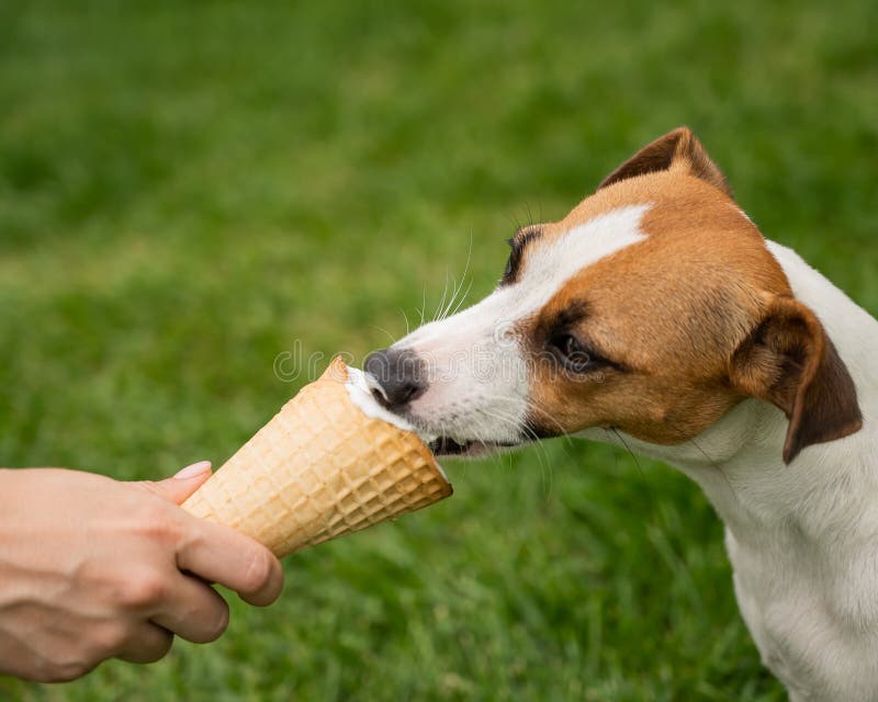 can dogs eat ice cream uk