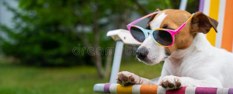 Jack russell terrier dog em óculos de sol está descansando em um solitário. conceito de férias de verão.