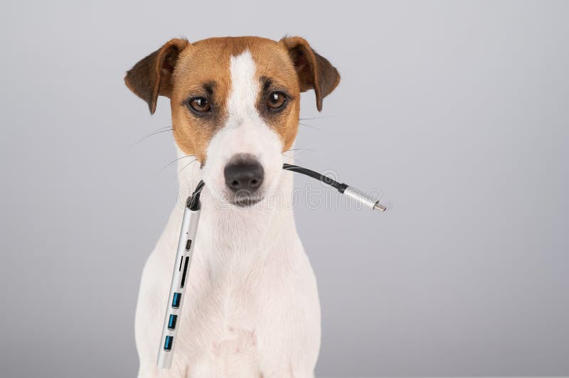 Jack Russell Terrier Dog Hold Usb in Its Mouth. Stock Photo Image of