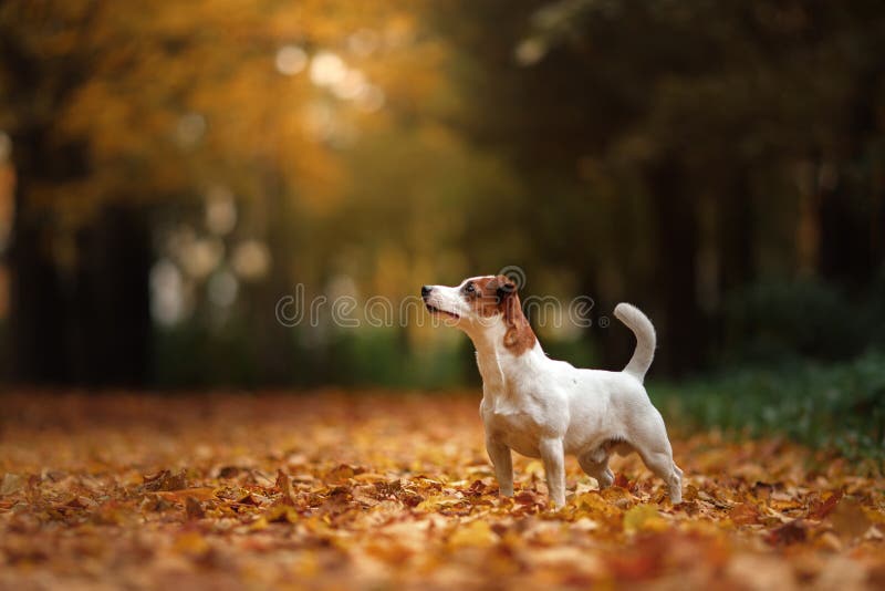 Jack Russell Terrier dog with leaves. gold and red color, walk in the park