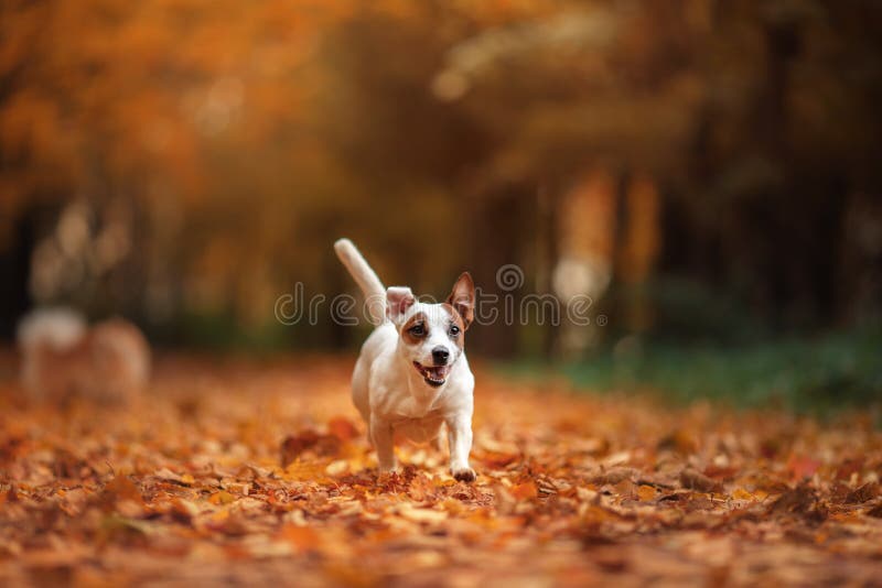 Jack Russell Terrier dog with leaves. gold and red color, walk in the park