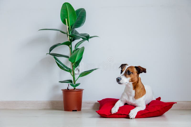 Jack Russell Terrier dog lying on red pillow near plant stock photo Jack Russell Terrier dog lying on red pillow near plant stock photo