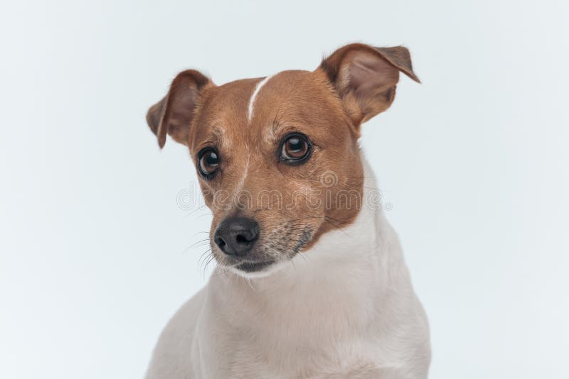 Jack Russell Terrier dog making puppy eyes at the camera stock photo