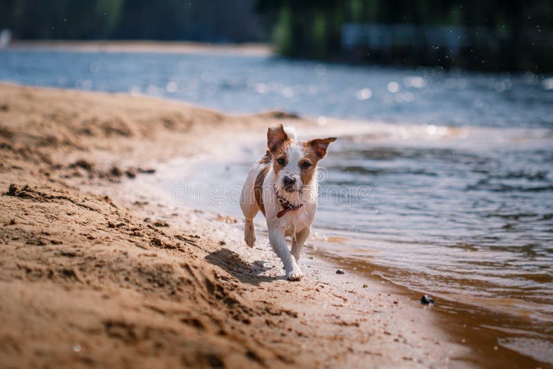 Jack Russell Terrier dog playing in water