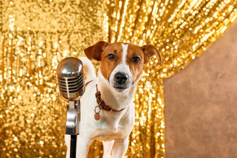 Jack Russell Terrier Dog and Professional Microphone Stock Image