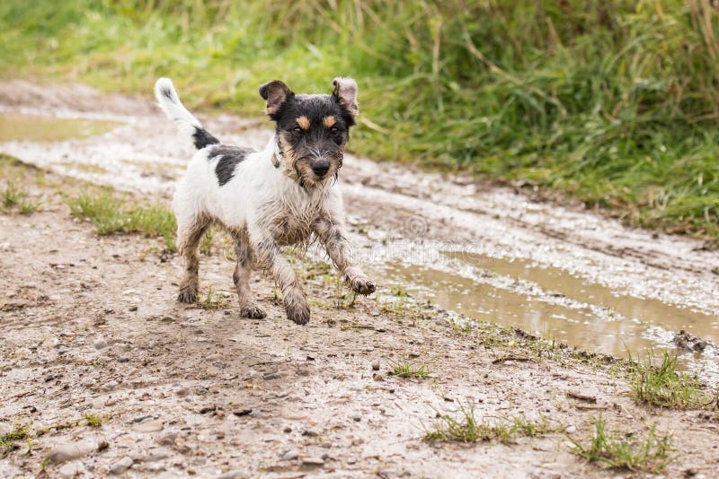 Are Jack Russell Terriers Fast